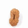 21 Mukhi Indonesian(Size-14.48mm)