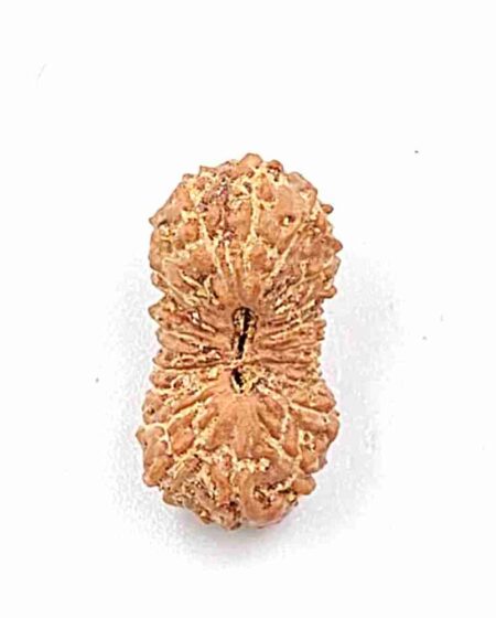 21 Mukhi Indonesian (Size-16.60mm)