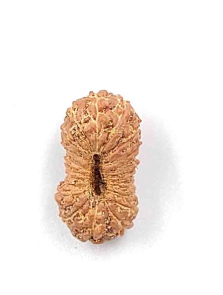 21 Mukhi Indonesian (Size-16.60mm)