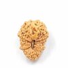 21 Mukhi Indonesian(Size-19.25mm)