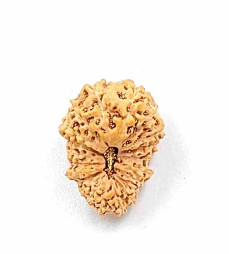 21 Mukhi Indonesian(Size-19.25mm)