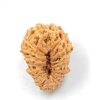 21 Mukhi Indonesian(Size-19.25mm)