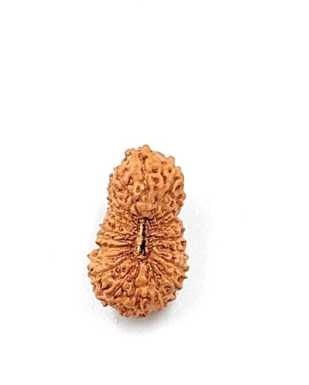 21 Mukhi Indonesian(Size-19.62mm)
