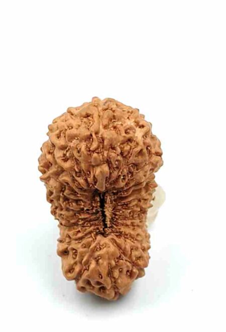 21 Mukhi Indonesian(Size-19.62mm)