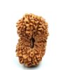 21 Mukhi Indonesian(Size-27.60mm)