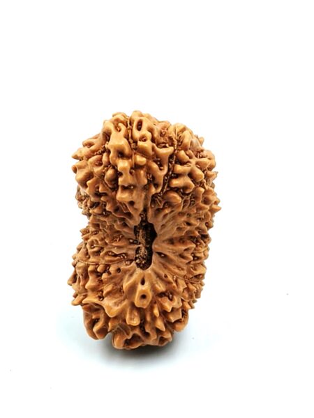 21 Mukhi Indonesian(Size-27.60mm)