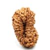 21 Mukhi Indonesian(Size-27.60mm)