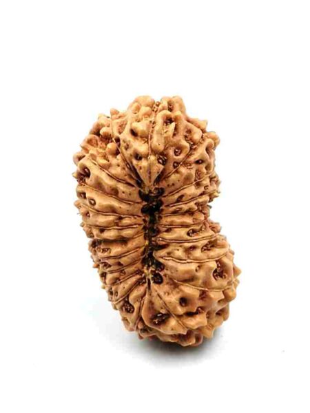 21 Mukhi Indonesian(Size-27.60mm)
