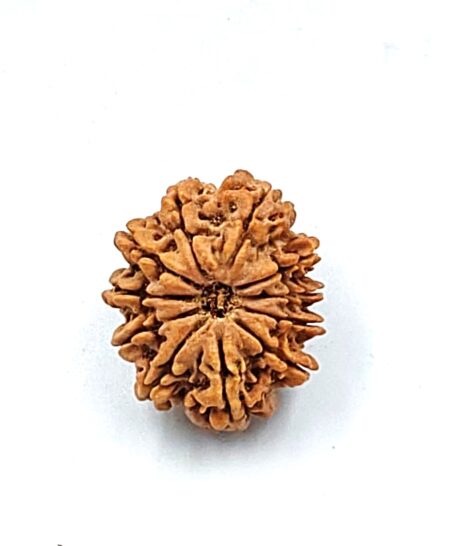 11 Mukhi Nepali(Size-27.5MM)