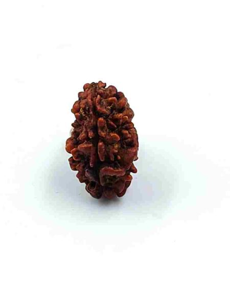 2 Mukhi Nepali