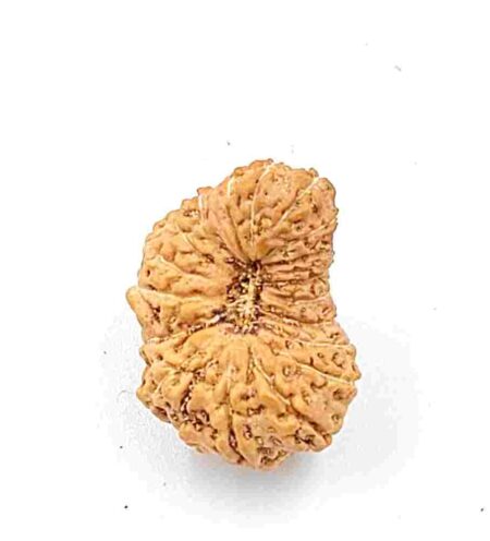 21 Mukhi Indonesian Lab-Certified(Size-18.20mm)