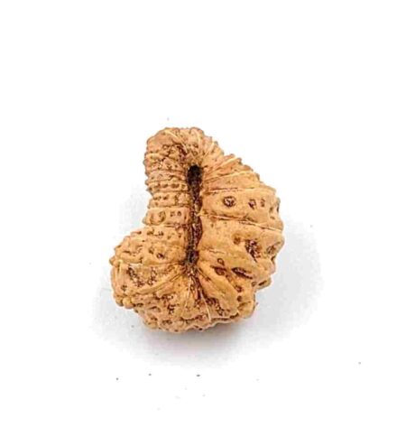 21 Mukhi Indonesian Lab-Certified(Size-18.20mm)
