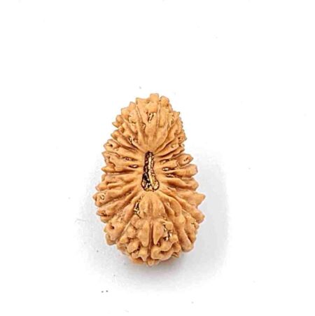 21 Mukhi Indonesian Lab-Certified(Size-19.08mm)