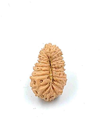 21 Mukhi Indonesian Lab-Certified(Size-19.08mm)