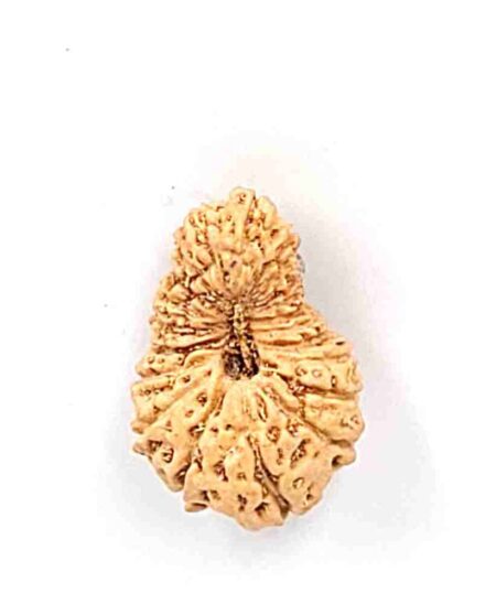 21 Mukhi Indonesian Lab-Certified(Size-20.82mm)