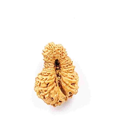 21 Mukhi Indonesian Lab-Certified(Size-20.82mm)