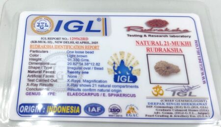 21 Mukhi Indonesian Lab-Certified(Size-20.82mm)