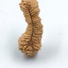 44 Mukhi IGL Lab-Certified(Size-27.76mm)(Price on Request)