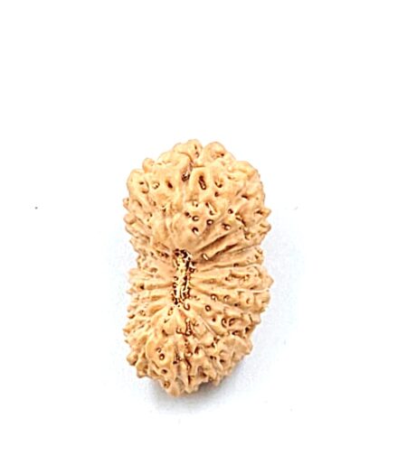 19 mukhi Indonesian(Size-20mm)