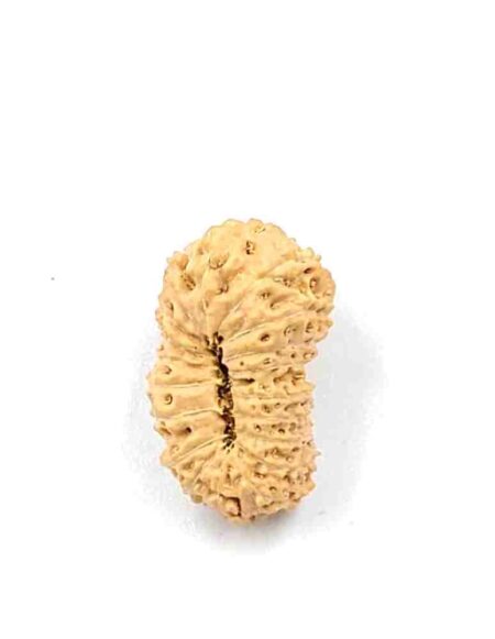 19 mukhi Indonesian(Size-20mm)