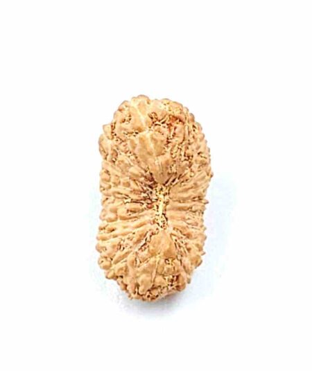 19 Mukhi Indonesian(Size-21mm)