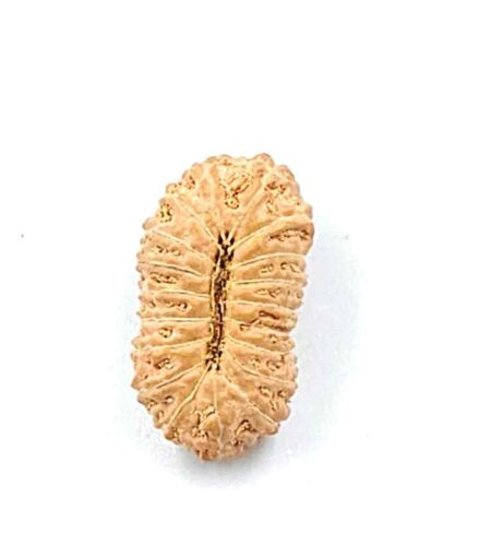 19 Mukhi Indonesian(Size-21mm)