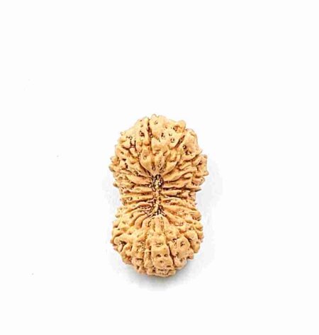 19 Mukhi Indonesian (Size-25mm)