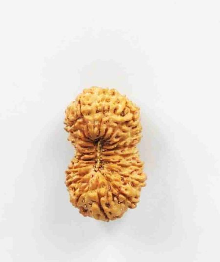19 Mukhi Indonesian (Size-25mm)