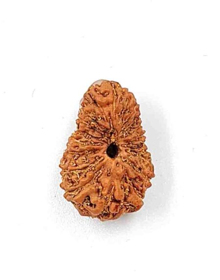 20Mukhi Indonesian(Size-18.20mm)