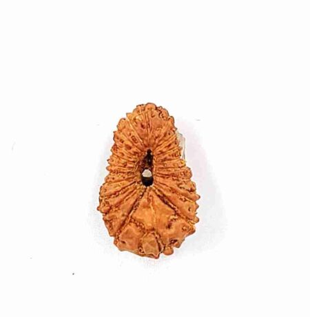 20Mukhi Indonesian(Size-18.20mm)