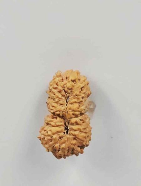 20 Mukhi Indonesian(Size-22mm)