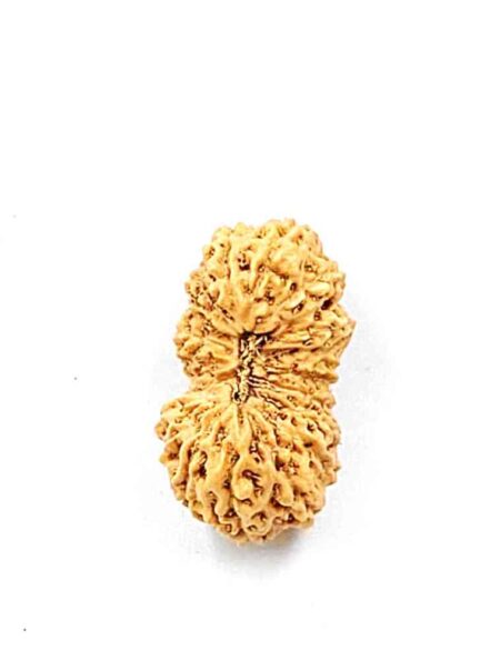 20 Mukhi Indonesian(Size-23mm)