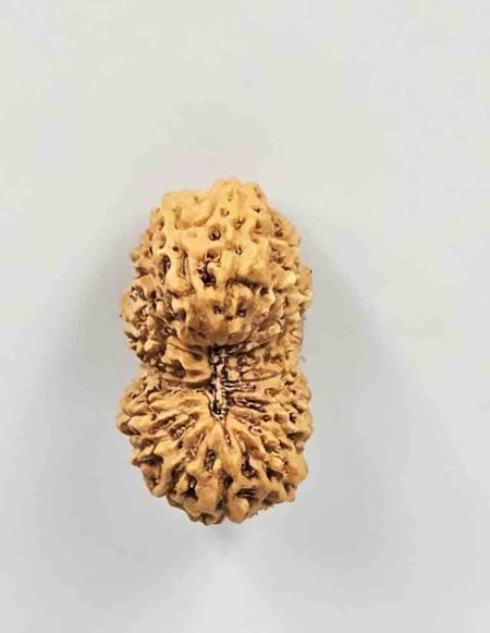 20 Mukhi Indonesian(Size-23mm)