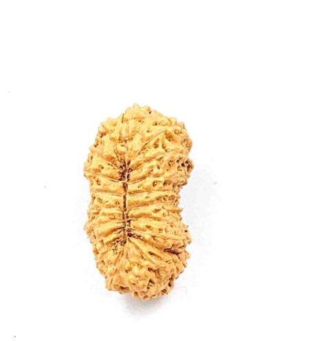 20 Mukhi Indonesian(Size-23mm)