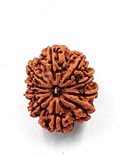 10 Mukhi Nepali(Size-25.5mm)