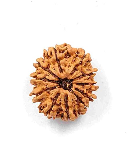 11 mukhi Nepali(Size-25mm)