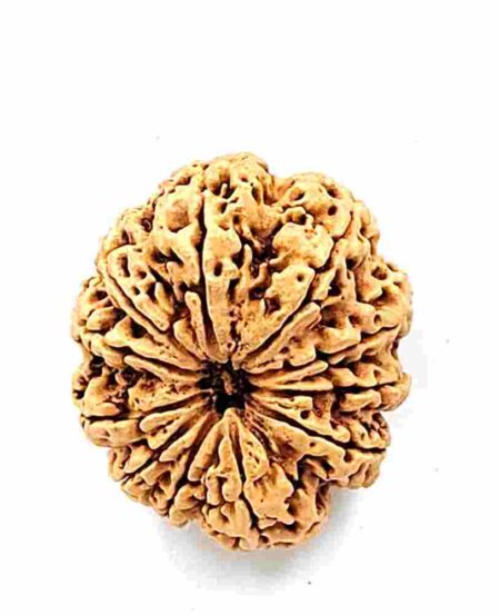 11 Mukhi Nepali IGL Lab-Certified(Size-32.70mm)