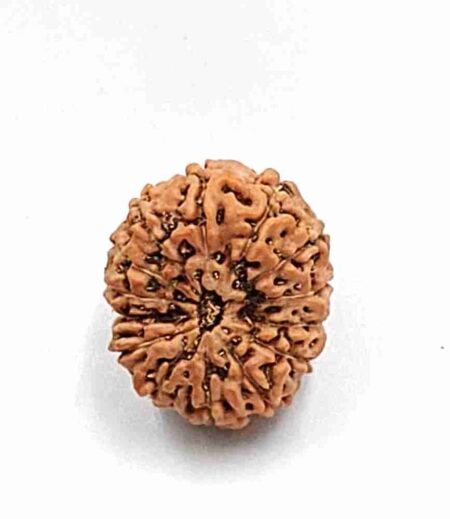 14 mukhi Indonesian (Size-24mm)