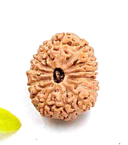 14 Mukhi Indonesian(Size-24mm)