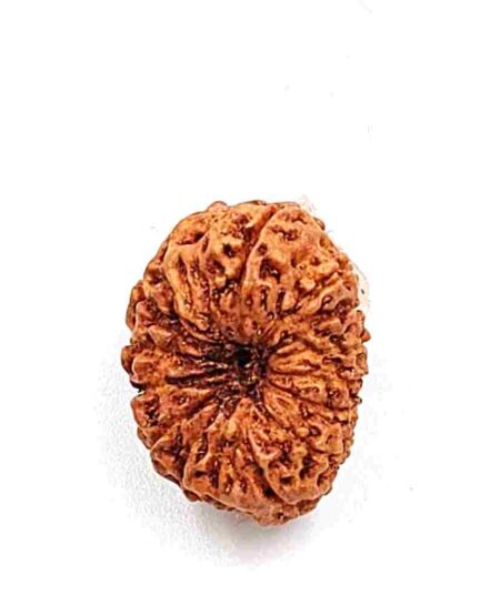 14 Mukhi Indonesian(Size-17.5mm)