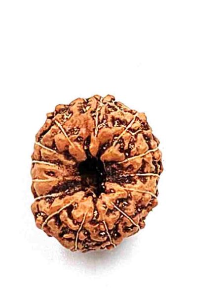 14 Mukhi indonesian IGL Lab-certified(Size-18.16mm)