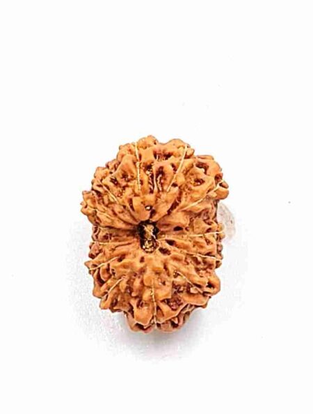 14 Mukhi Indonesian(size-18mm)
