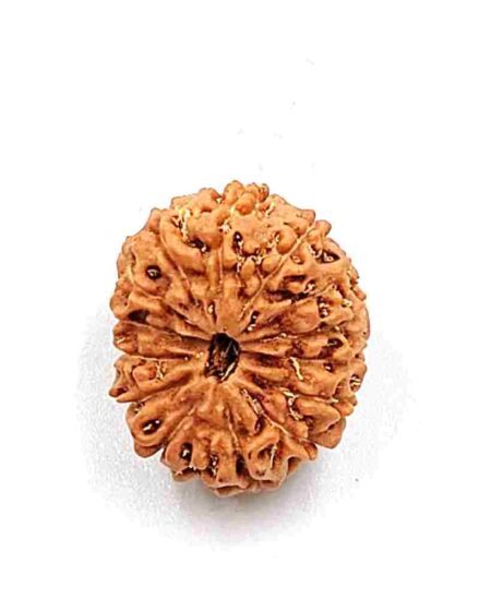 14 Mukhi Indonesian(Size-18mm)
