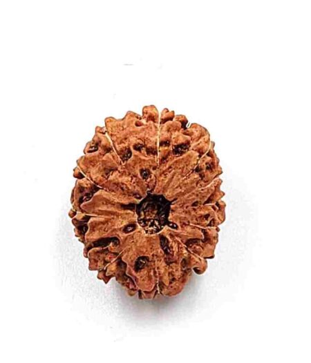 14 Mukhi Indonesian IGL Lab-Certified(Size-20.94mm)