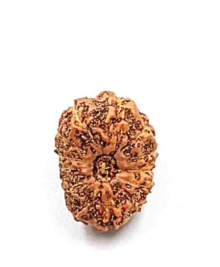 14 Mukhi Indonesian IGL Labcertified(size-21.80mm)