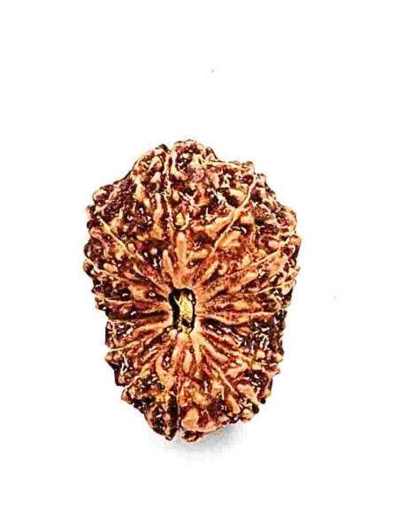 14 Mukhi Indonesian(Size-22mm)