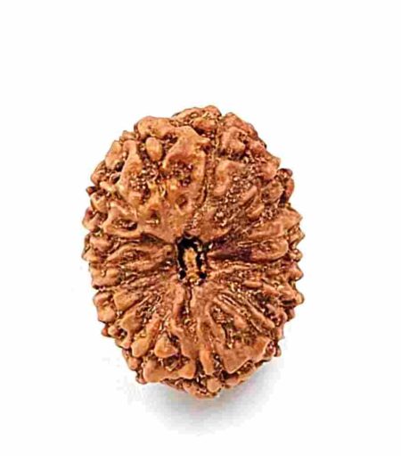 14 Mukhi Indonesian(size-22.5mm)