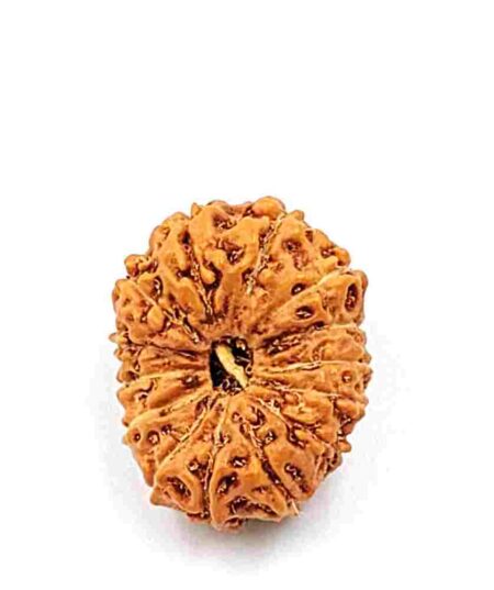 14 Mukhi indonesian(Size-22.5mm)