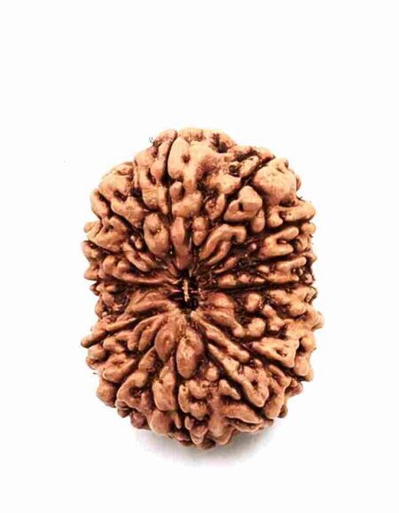 14 Mukhi Indonesian(Size-29mm)