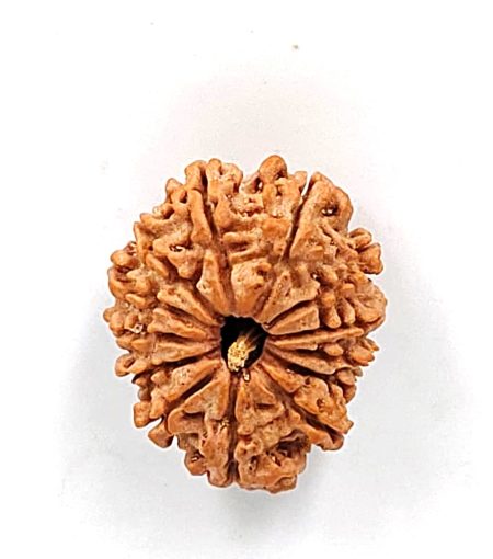 13 Mukhi Nepali IGL Lab-Certified with X-ray(size-27.82mm)